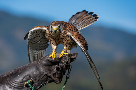 portrait of a falconの写真素材