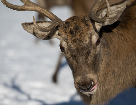 Close-up of a male elk with antlers in winterの写真素材