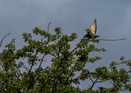 Indian bee-eater (Merops apiaster) on treeの写真素材