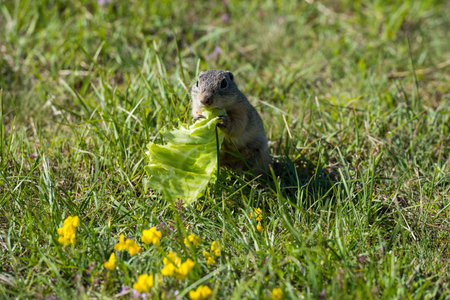 Ground squirrel eating a leaf in the meadow with yellow flowers.の写真素材
