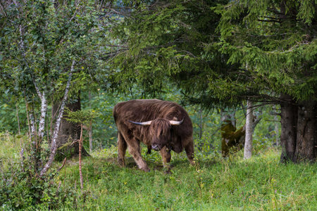 Bison in the forest in the summer. Bison in nature.