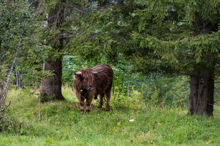 Scottish highland cow in a meadow in the forest.の写真素材
