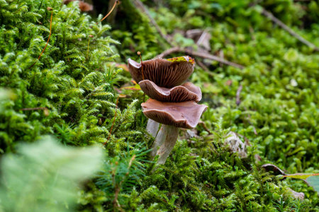 mushrooms looking in the Austrian Alpsの写真素材
