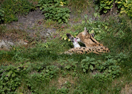Serval a feast for the eyes from Africaの写真素材