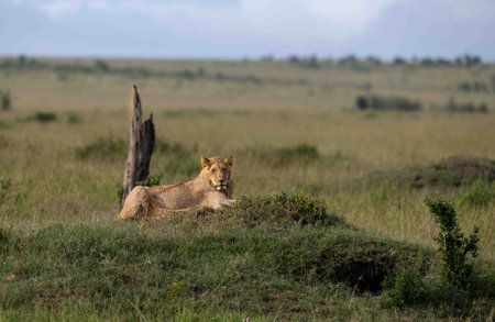 Lion female in the savannah of Africaの写真素材