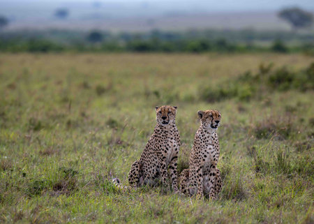 Two cheetahs in the Masai Maraの写真素材