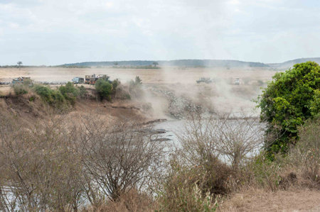 Wildebeest on the Mara Riverの写真素材