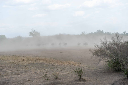 Wildebeest on the Mara Riverの写真素材