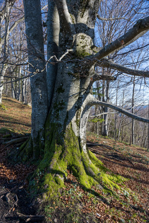 old tree in the Alps of Austriaの写真素材