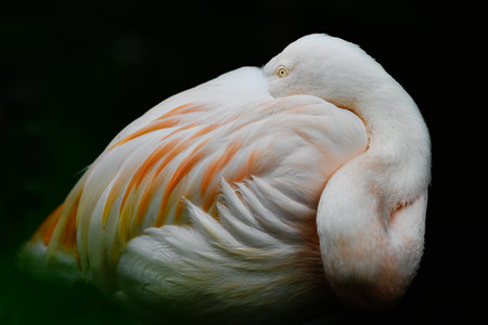birds of Africa Flamingo at the waterの写真素材