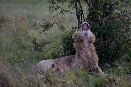 The king of the savannah