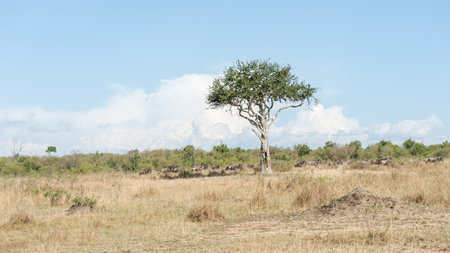Wildebeest on the Mara Riverの写真素材