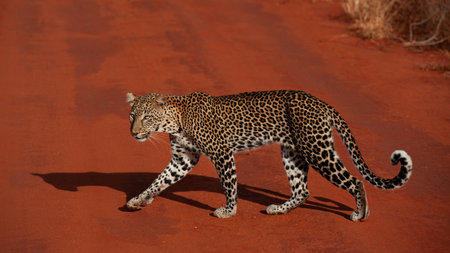 Leopard in national park Kenya
