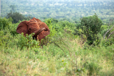 Elephants in the savannah of Africa