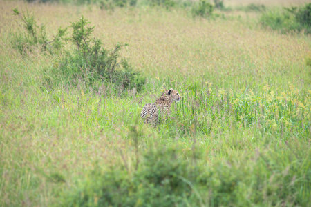 Cheetah in the Okavango Delta - Moremi National Park in Botswana