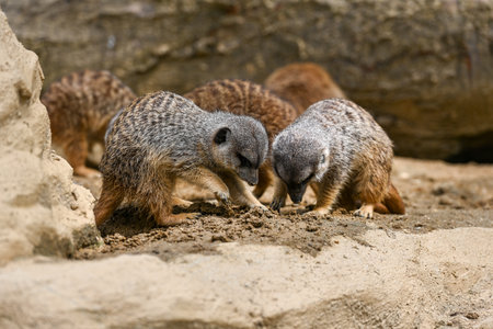 meerkat family playingの写真素材