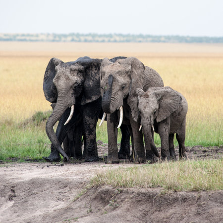 Elephants in the savannah of Africaの写真素材