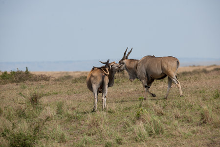 Eland antelope - Kobus ellipsiprymnusの写真素材