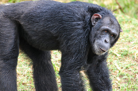 Chimpanzees in the last freedom?