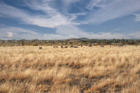 Oryx antelope in the savannah of Africaの写真素材