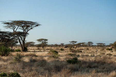 African savannah in Serengeti National Park, Tanzania, Africaの写真素材