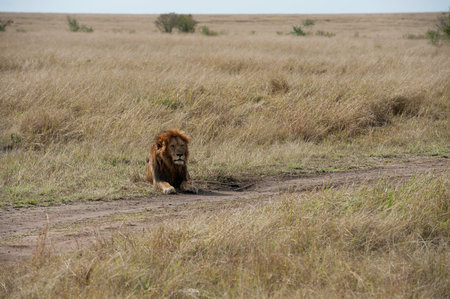 Lion in Maasai Mara National Park in Kenya, Africaの写真素材