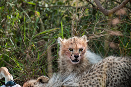 Cheetah in the Savannah of Kenyaの写真素材
