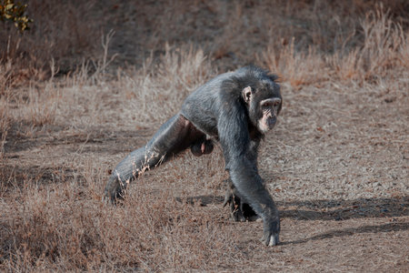 Chimpanzee baby walking in the savannah, South Africaの写真素材