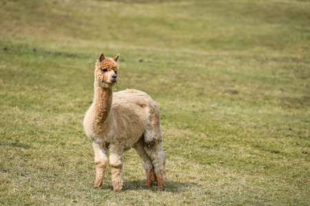 Alpaca in the Mountainsの写真素材