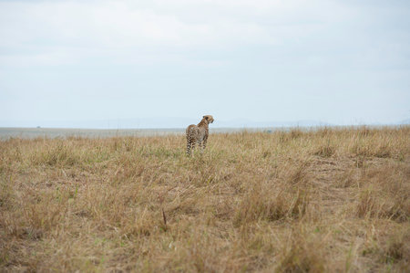 Cheetah in the Savannah of Kenyaの写真素材