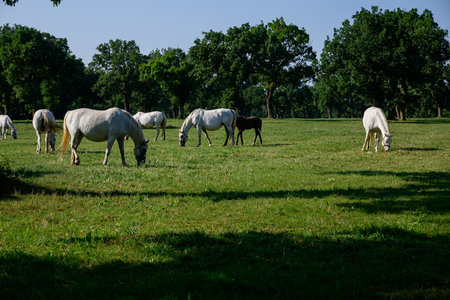 the white horses of Lipica, Slovenia.