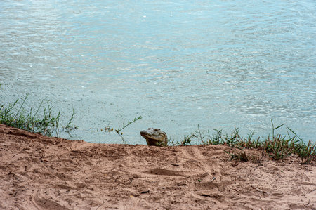 Crocodile lurks by the river waiting for preyの写真素材