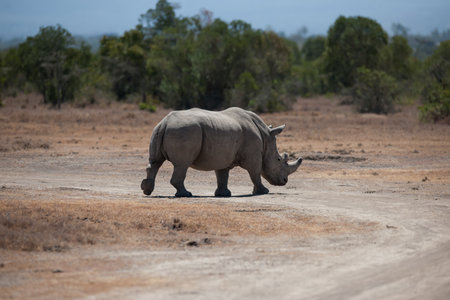 White rhinoceros, Kruger National Park, South Africaの写真素材