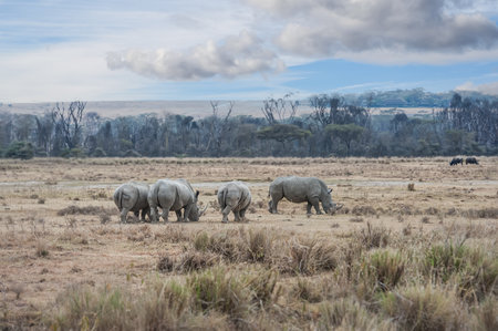 White rhinoceros in the Okavango Delta - Moremi National Park in Botswanaの写真素材