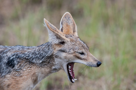 jackal in the national park Masai Maraの写真素材