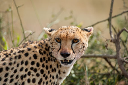 Cheetah in the Savannah of Kenyaの写真素材