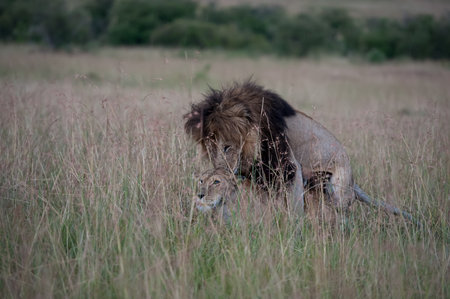 Lion in Maasai Mara National Park, Kenya, Africaの写真素材