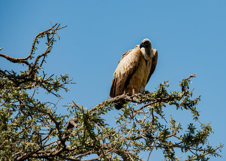 Griffon Vulture in Chobe National Park, Botswana, Africaの写真素材