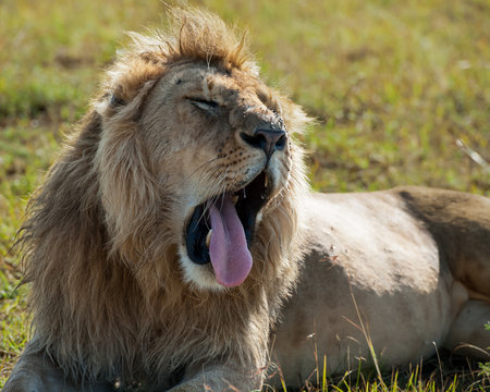 Male lion yawning.の写真素材