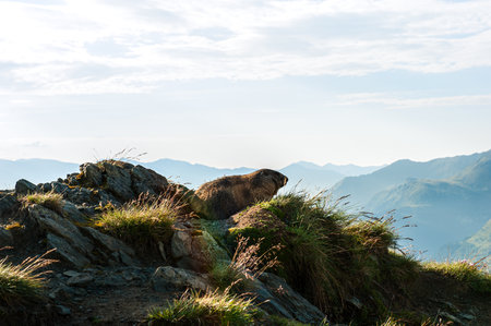 Marmot on the top of the mountain. Landscape with wild animals.