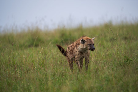 Spotted hyena in Masai Mara National Park in Kenya, Africaの写真素材