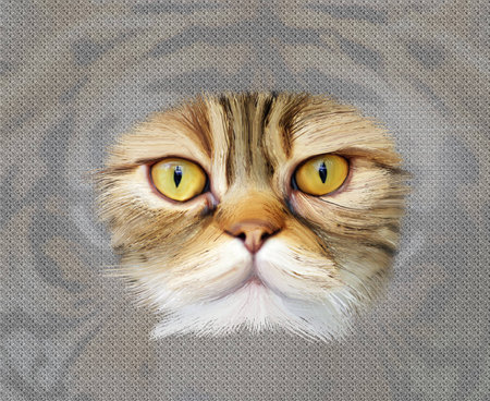 Portrait of cat browneyedの写真素材