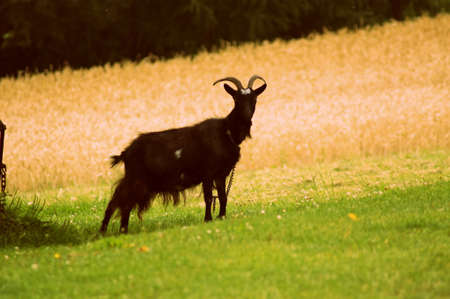 I have always been the black sheep :)の写真素材