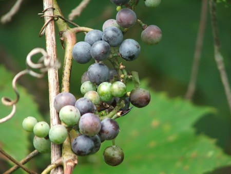 multicolored natural berries in forestの写真素材