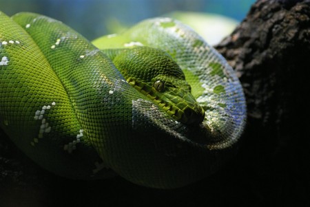 emerald green tree boaの写真素材