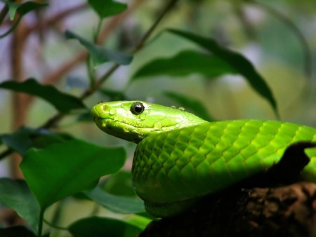 green mamba coiled in tree