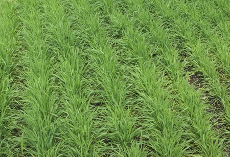 neat crop rows in fieldの写真素材