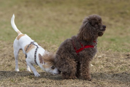 puppy greetings by sniffing