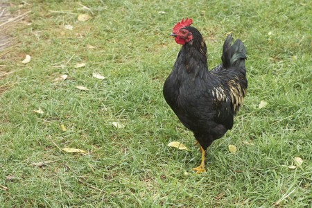Black male rooster with nice red comb on farm