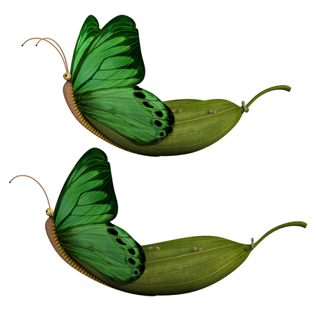 Butterfly leaf boat isolated on white, 3d renderの写真素材